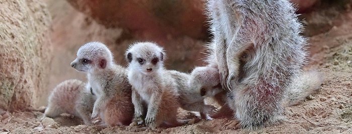 zoo lyon activite famille enfant